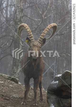 Male Siberian ibex Capra sibirica with his big horns 121432621
