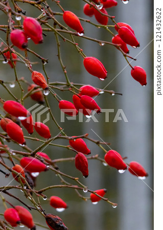 Hibiscus berries on branch 121432622