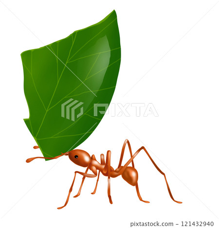 Hakiriari攜帶樹葉 Hakiriari攜帶樹葉 121432940