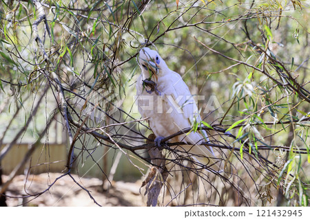 The cockatoo, a cockatoo native to Australia 121432945