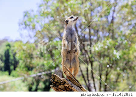 貓鼬在有利位置監視 貓鼬在有利位置監視 121432951