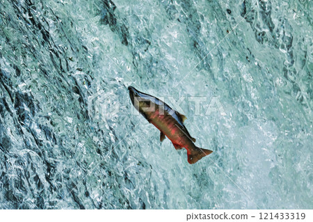 魚跑上河 121433319