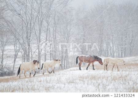 Hokkaido horse in winter 121433324