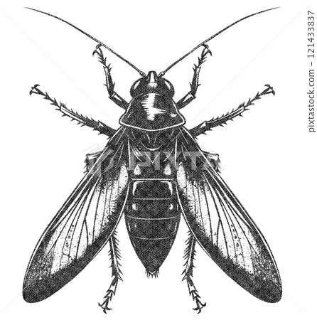 Grasshopper Insect Illustration on White Background in Old OverPrint Style 121433837