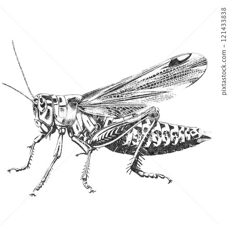 Grasshopper Insect Illustration on White Background in Old OverPrint Style Grasshopper Insect Illustration on White Background in Old OverPrint Style 121433838