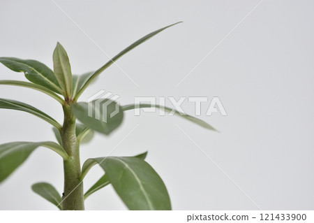 Adenium 121433900