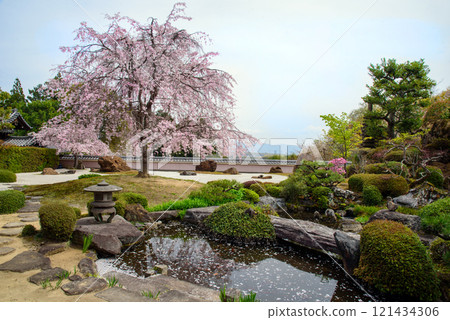 京都正法寺寶勝園 鳥獸岩石庭園中盛開的垂枝櫻花 京都正法寺寶勝園 鳥獸岩石庭園中盛開的垂枝櫻花 121434306