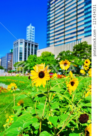 Scenery of Odori Park in Sapporo, Hokkaido in summer Scenery of Odori Park in Sapporo, Hokkaido in summer 121434331