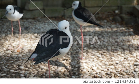 A seagull and ducks with stork-like birds in a natural wildlife setting 121434351