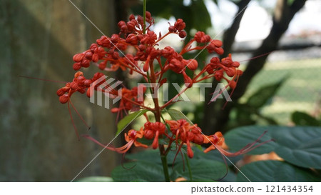 Pagoda flowers (Clerodendrum paniculatum) with red and yellow blooms in a garden surrounded by lush plants and vibrant berries 121434354