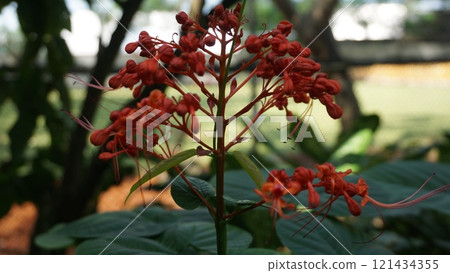 Pagoda flowers (Clerodendrum paniculatum) with red and yellow blooms in a garden surrounded by lush plants and vibrant berries Pagoda flowers (Clerodendrum paniculatum) with red and yellow blooms in a garden surrounded by lush plants and vibrant berries 121434355