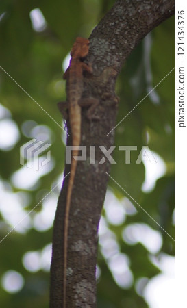 A lizard resting on a tree branch A lizard resting on a tree branch 121434376