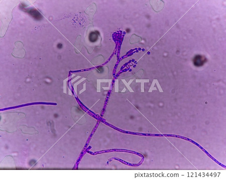 製作卡門貝爾起司的模具 121434497