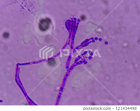 青黴菌屬的分生孢子 121434498