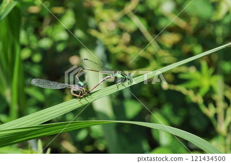 Ao montitonbo 121434500