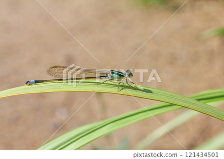 Ao montitonbo 121434501