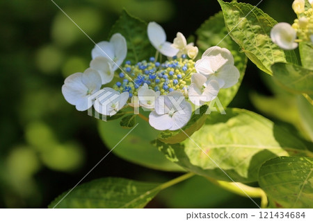 可愛的白色繡球花 121434684