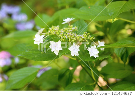 Hydrangea flower Sumida fireworks 121434687