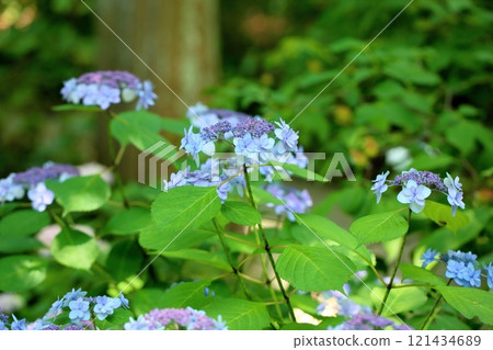 Yamah hydrangea flower tiara 121434689