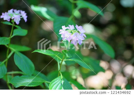 繡球花念珠 121434692