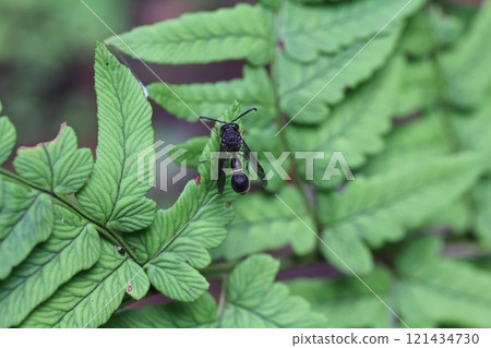 Little wasp 121434730