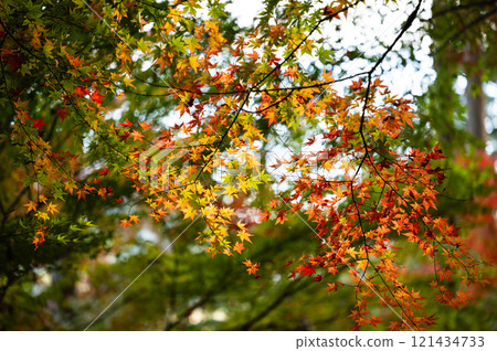 Autumn leaves 121434733
