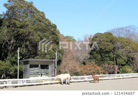 Negishi Forest Park Pony Center Negishi Racecourse Former site Yokohama City Kanagawa Prefecture 121434887