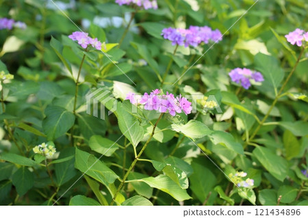 可愛的繡球花 121434896