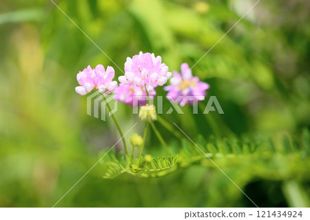 可愛的玉崎草藤花 121434924