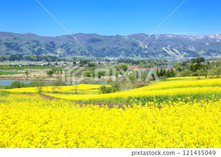 飯山油菜花公園的油菜花 121435049