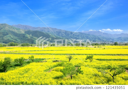 飯山油菜花公園的油菜花 飯山油菜花公園的油菜花 121435051