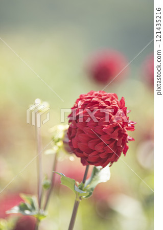 Red dahlia in a flower field 121435216