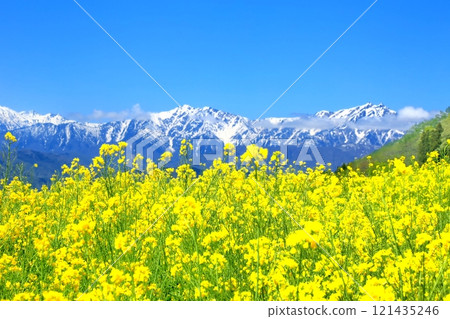 Rapeseed field and North Alps Rapeseed field and North Alps 121435246