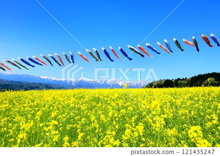 油菜花田和北阿爾卑斯山的鯉魚旗 121435247