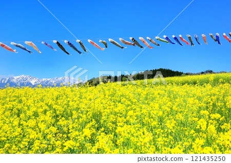 Canola flower field and carp streamers in the Northern Alps 121435250