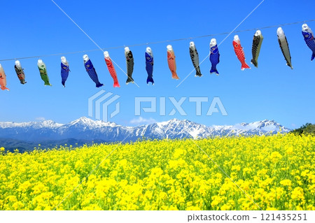 Canola flower field and carp streamers in the Northern Alps 121435251