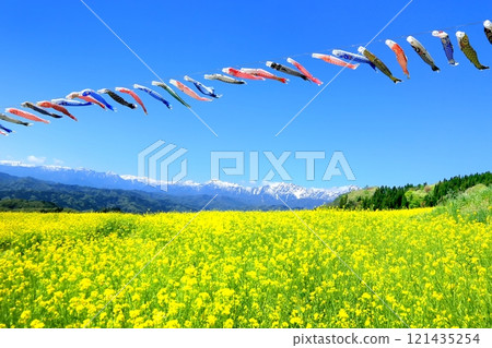 油菜花田和北阿爾卑斯山的鯉魚旗 121435254