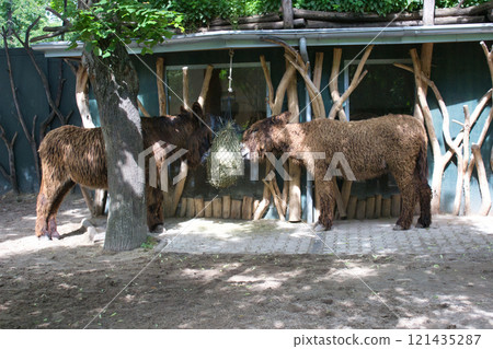 Two donkeys feeding on hay in a wooden pen 121435287