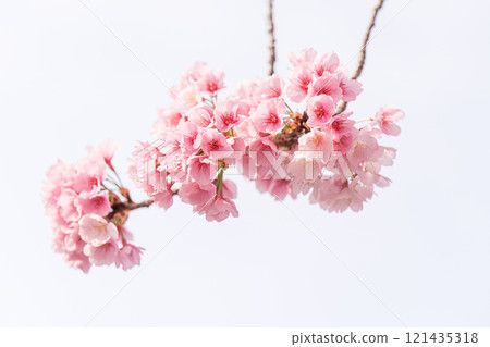 Early blooming cherry tree 121435318