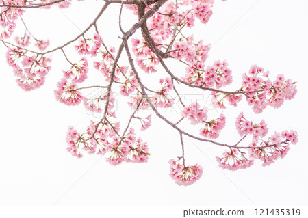 Early blooming cherry tree 121435319