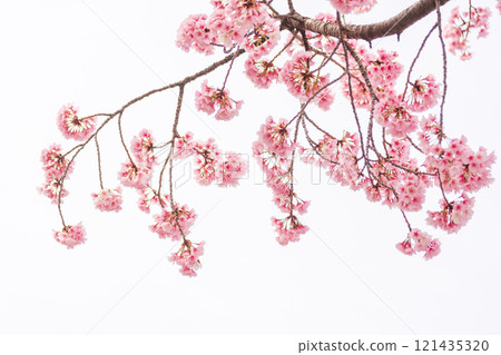 早盛開的櫻花樹 早盛開的櫻花樹 121435320