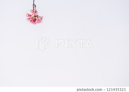 早盛開的櫻花樹 早盛開的櫻花樹 121435321