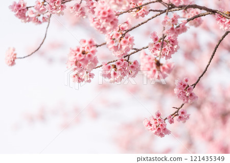 背景美麗的安橋櫻花樹盛開 背景美麗的安橋櫻花樹盛開 121435349