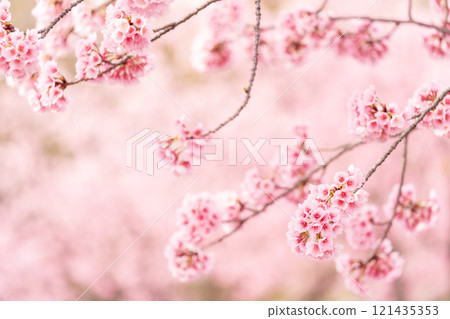 Angyo cherry blossoms in full bloom with a beautiful background 121435353