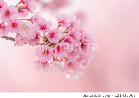 背景美麗的安橋櫻花樹盛開 121435362