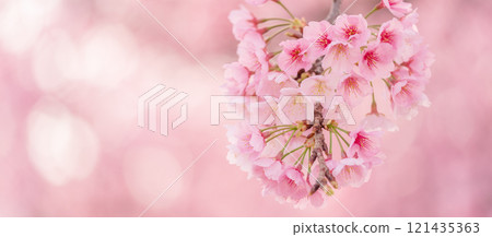 背景美麗的安橋櫻花樹盛開 121435363