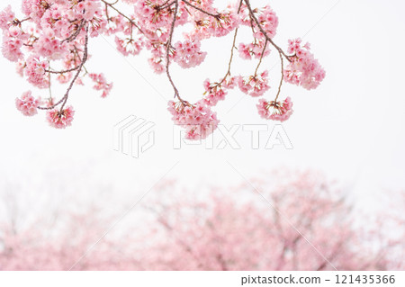 Angyo cherry blossoms in full bloom with a beautiful background 121435366