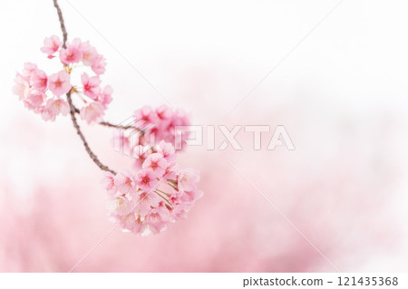 Angyo cherry blossoms in full bloom with a beautiful background 121435368