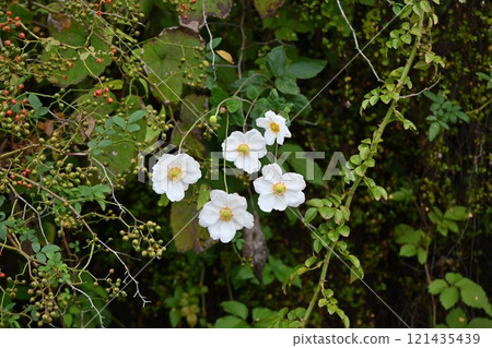 舒梅菊花/秋菊花 舒梅菊花/秋菊花 121435439