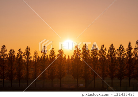 "Saitama Prefecture" Beautiful Metasequoia Tree Line and Sunset "Saitama Prefecture" Beautiful Metasequoia Tree Line and Sunset 121435455